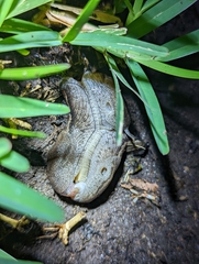 Urocyclus kirkii
