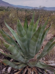 Agave