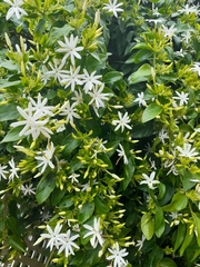 Jasminum multiflorum