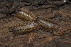 Porcellio monticola