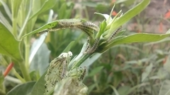 Pterygota