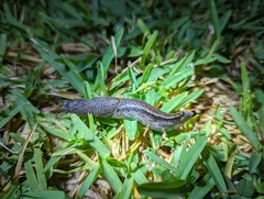 Urocyclus kirkii
