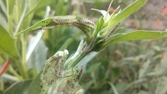 Pterygota