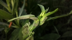 Pterygota