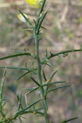Ulex parviflorus
