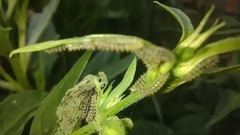 Pterygota