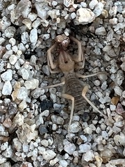 Eremobatidae
