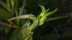 Pterygota