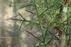 Ulex parviflorus
