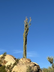 Fouquieria columnaris