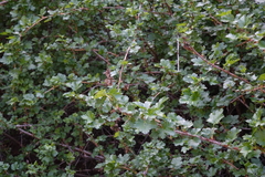 Ribes aciculare