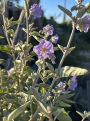 Solanum hindsianum