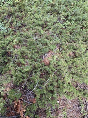 Juniperus communis depressa