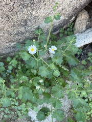 Amauria rotundifolia