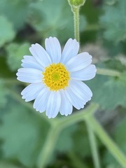 Amauria rotundifolia