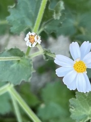 Amauria rotundifolia