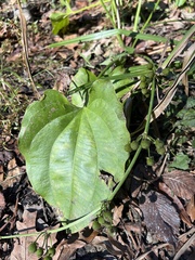 Echinodorus cordifolius