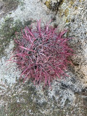 Ferocactus gracilis
