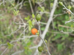 Celtis pallida