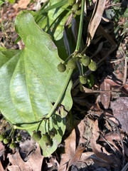 Echinodorus cordifolius