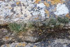 Selaginella sanguinolenta