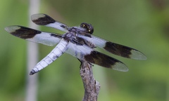 Plathemis subornata
