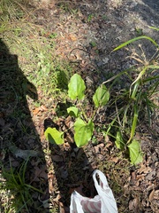 Echinodorus cordifolius