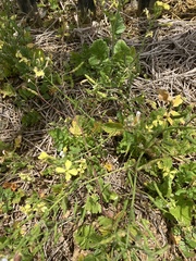 Raphanus raphanistrum