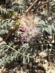 Dalea bicolor