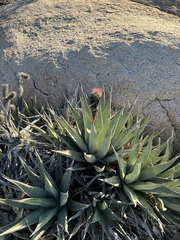 Agave deserti