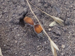 Dasymutilla ursus