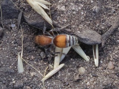Dasymutilla ursus