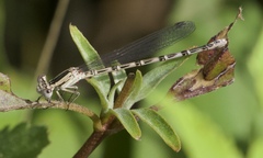 Argia alberta
