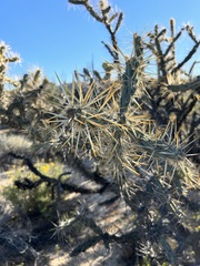 Cylindropuntia molesta