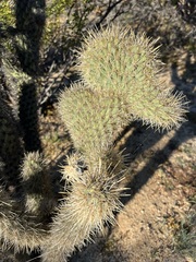 Cylindropuntia ganderi