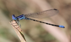 Argia alberta