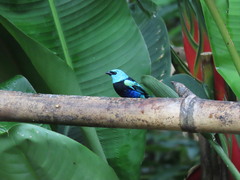 Stilpnia cyanicollis