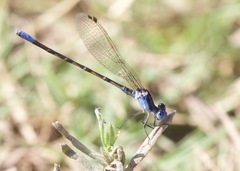 Argia alberta