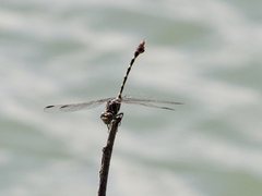 Phyllogomphoides stigmatus