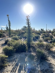 Fouquieria columnaris