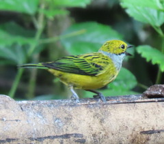 Tangara icterocephala