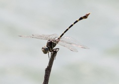 Phyllogomphoides stigmatus