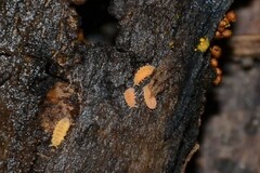 Monobella grassei