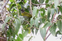 Chlorospingus flavopectus