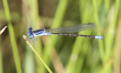 Argia alberta