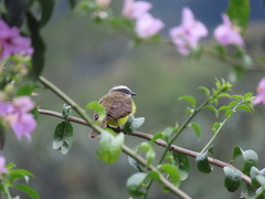 Myiozetetes cayanensis