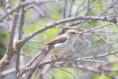 Prinia maculosa