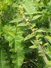 Philothamnus heterolepidotus