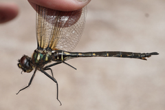 Somatochlora forcipata