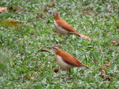 Furnarius leucopus cinnamomeus